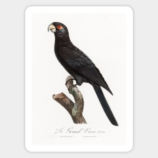 The Greater Vasa Parrot from Natural History of Parrots (1801—1805) by Francois Levaillant. Sticker